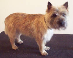 Cairn Terrier