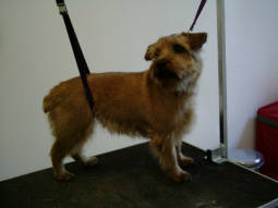 Norfolk Terrier