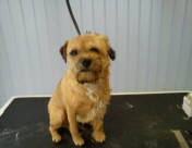 Border Terrier part way through a hand strip