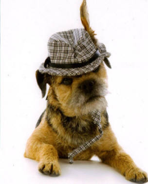 Deli's Arks Stud Dog, Parker.  Showing off his lovely Border Terrier Hand Stripped Coat. 