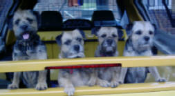 Pet Sitting Border Terriers waiting to go for a day trip to the beach.