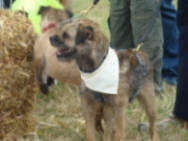 A Border Terrier waiting for his turn it the Deli's Ark Terrier Racing event.