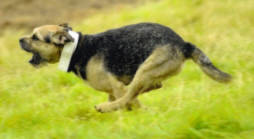 Deli's Ark Terrier Racing Event.  Parker showing off his muscles.